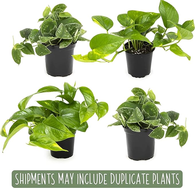 Live Pothos Plants (4PK) + Classic Houseplant Collection (4PK) - Low Maintenance Indoor Plants Purify Air, Easy to Grow Hanging Plants and Trailing Vines in 4 Inch Nursery Pots