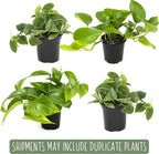 Birkin Philodendron in 6 Inch Pot and Live Pothos Plants (4PK) Indoor Houseplants