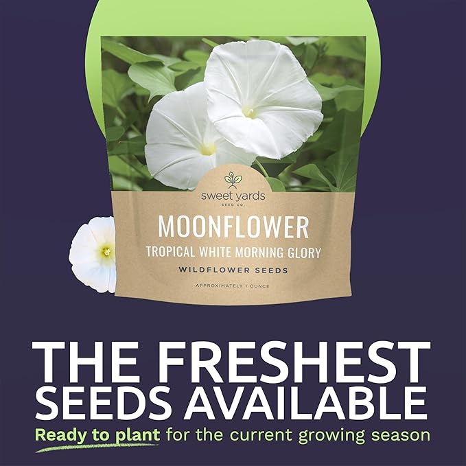Moonflower – Tropical White Morning Glory – Large 1 Ounce Packet – 100 Flower Seeds for Planting – Ipomoea alba