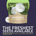 Moonflower – Tropical White Morning Glory – Large 1 Ounce Packet – 100 Flower Seeds for Planting – Ipomoea alba