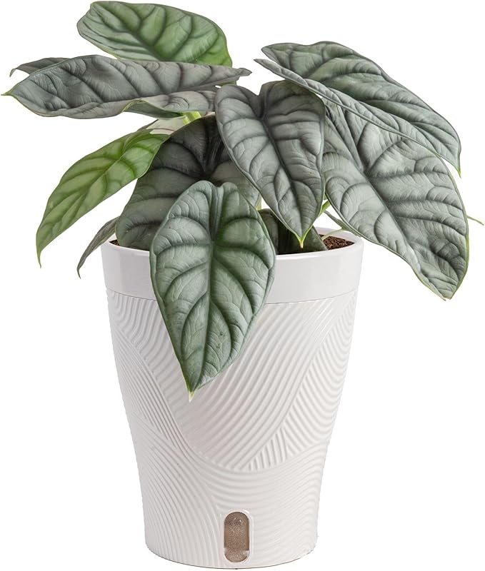 Costa Farms Alocasia Silver Dragon Live Plant in Self Watering Pot, Indoor Houseplant Perfect for Home, Room, or Office Decor, Great House Warming or Birthday Gift, 12-16 Inches Tall