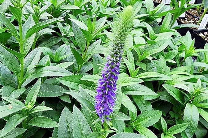Greenwood Nursery: Live Perennial Plants - 'Royal Candles' Spiked Speedwell + Veronica Spicata - [Qty: 1x Pint Pot] - (Click for Other Available Plants/Quantities)