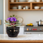 African Violet Pots Self Watering Round Ceramic Violet Pot (Black, 6 inch)
