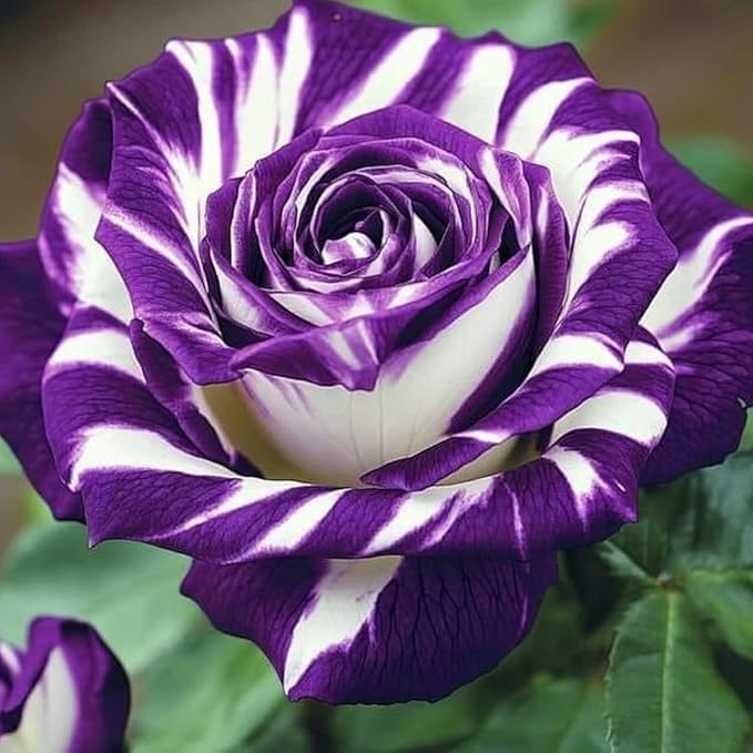 290+ Mixed Color Rose Seeds for Planting – Heirloom Non-GMO Perennial Rosa Flowers, Bush & Climbing Varieties for Garden, Trellis, Fence & Outdoor Landscaping