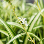 Perfect Plants Reverse Variegated Spider Plant in 6in. Grower's Pot | Live Houseplant for Indoor Growing | Easy to Care for & Keep Alive | Beautiful White & Green Reverse Variegated Leaves