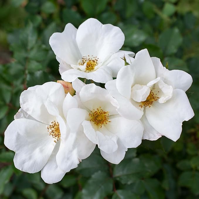 Perfect Plants White Knock Out Rose Bush in 1 Gallon Grower's Pot | Easy to Grow | Live Flowering Perennial with White Blooms | Great for Outdoor Garden Landscape Planting in Zones 4-11 | Full Sun