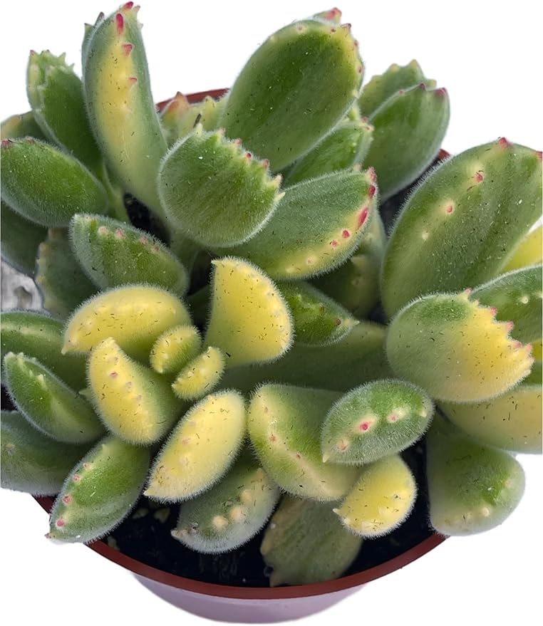 4" Variegated Bear's Paw Succulents Plants Live, Rare Succulent Plants Fully Rooted in Succulent Soil, Unique Live House Plant for Home Office Decor, by The Succulent Cult