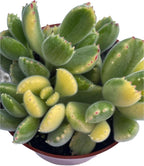4" Variegated Bear's Paw Succulents Plants Live, Rare Succulent Plants Fully Rooted in Succulent Soil, Unique Live House Plant for Home Office Decor, by The Succulent Cult