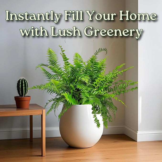 Macho Fern - Sword Fern Plant - Overall Height 28" to 34" - Tropical Plants of Florida (Plant Only)