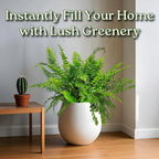 Macho Fern - Sword Fern Plant - Overall Height 28" to 34" - Tropical Plants of Florida (Plant Only)