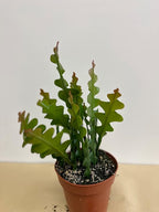 Rare Fishbone Cactus,Epiphyllum Anguliger RIC Rac Cactus,Zig Zag Cactus -5" Growers Pot