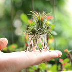 Newwe Pack of 3 Silver Air Plant Holder Cute Crystal Tillandsia Display Container Home Decors Office Desktop Marble Egg Sphere Stand