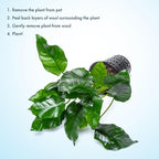 SubstrateSource Anubias Live Aquarium Plants - Potted Freshwater Plant for Fish Tanks, Terrariums - Beginner Friendly Low Light (Nana, Mother Plant)