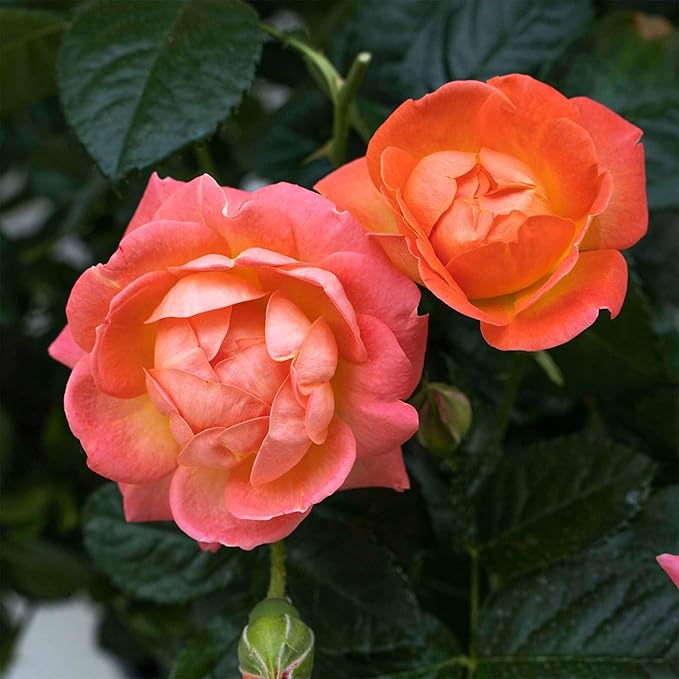 Perfect Plants Orange Glow Knock Out® Rose Bush 3 Gallon | Live Roses | Flowering Shrub