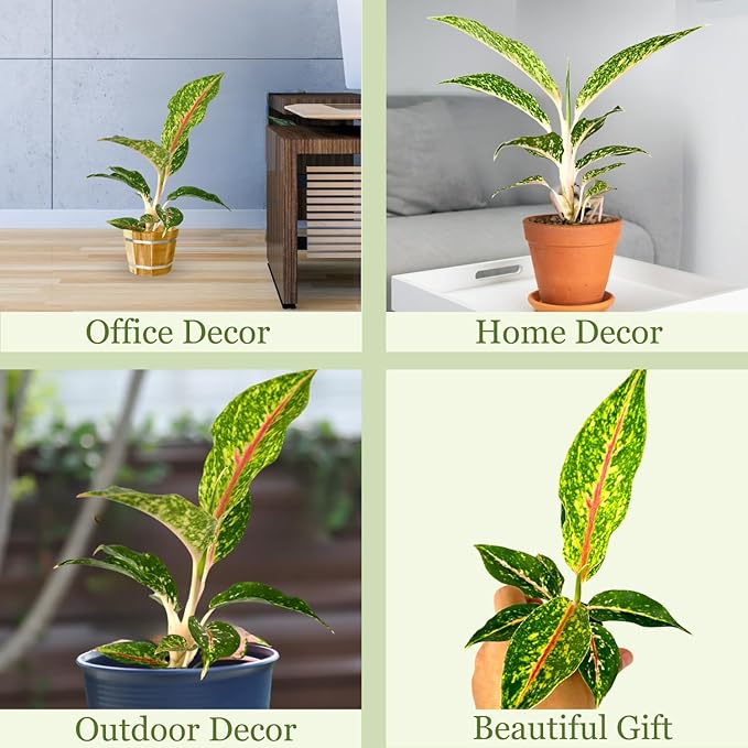 Aglaonema Night Sparkle Live Plant in 2" Pot Plants - Aglaonema Live Plant - Easy to Grow Air Purifying Indoor House Plants Flowers for Home Office Wedding Decor & Birthday Gift(Heat Pack Included)