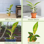 Aglaonema Night Sparkle Live Plant in 2" Pot Plants - Aglaonema Live Plant - Easy to Grow Air Purifying Indoor House Plants Flowers for Home Office Wedding Decor & Birthday Gift(Heat Pack Included)