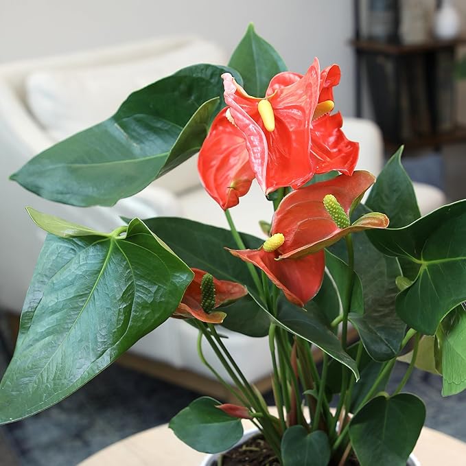 Orange Anthurium Live Plant Decor (Approx. 16-19" Tall), Real Flowers/House Plants in 6" White Pot, Floral Air Purifying Houseplants, Cool & Unique Gifts by Plants for Pets