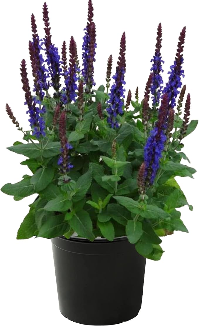 Live Salvia - Blue - Beautiful Upright Perennial - Healthy Spring Plant - 12" Tall by 6" Wide in 2.5 Qt Pot