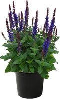Live Salvia - Blue - Beautiful Upright Perennial - Healthy Spring Plant - 12" Tall by 6" Wide in 2.5 Qt Pot