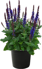 Live Salvia - Blue - Beautiful Upright Perennial - Healthy Spring Plant - 12" Tall by 6" Wide in 2.5 Qt Pot