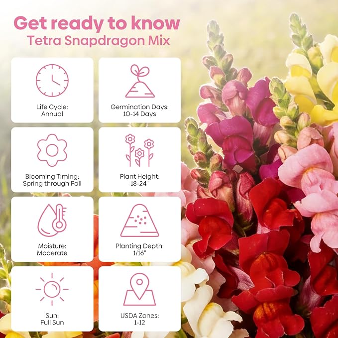 Groundio 1500+ Tetra Mix Snapdragon Seeds for USDA 1-12 Planting, 18-24’’ Tall Snap Dragon Mix, Annual Wildflower Seeds, Ideal for Garden, Containers (Antirrhinum Majus)