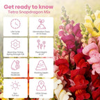 Groundio 1500+ Tetra Mix Snapdragon Seeds for USDA 1-12 Planting, 18-24’’ Tall Snap Dragon Mix, Annual Wildflower Seeds, Ideal for Garden, Containers (Antirrhinum Majus)