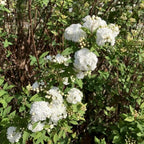 Reeves Bridal Wreath Spirea (2.5 Quart) White Blooming Deciduous Shrub - Full Sun Live Outdoor Plant