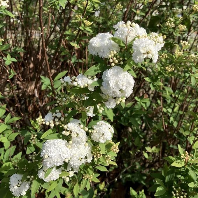 Reeves Bridal Wreath Spirea (2.5 Quart) White Blooming Deciduous Shrub - Full Sun Live Outdoor Plant