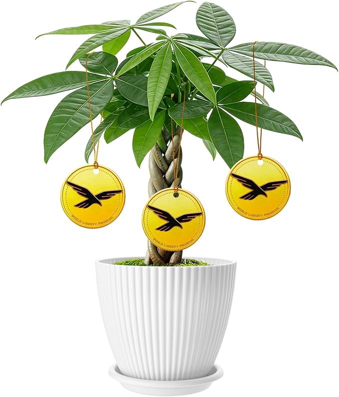 Money Tree Live Plants, Easy to Grow Indoor Houseplants in 4-Inch White Plastic Pot, with Decorative Card C