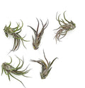 ragnaroc Air Plants - Tillandsia Pruinosa, Large 3-5" - 5ct - Live Arrival Guaranteed - House Plants for Home Decor & Gift