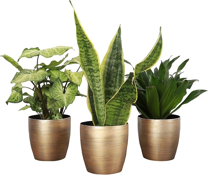 Thorsen's Greenhouse Low Light Houseplant Set, Easy Care Plants, Set of 3 Plants, Live Indoor Plants, 4" Diameter, Classic Pots (Gold)
