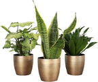 Thorsen's Greenhouse Low Light Houseplant Set, Easy Care Plants, Set of 3 Plants, Live Indoor Plants, 4" Diameter, Classic Pots (Gold)