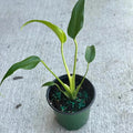 Monstera Burle Marx Flame Live Plant – Rare Flame Monstera with Split Leaves – Indoor & Outdoor Houseplants – Unique Tropical Plant Gifts (Heat Pack Included)