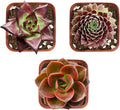 Succulent Plants (3 Pack), Live Succulents Fully Rooted in 2" Grower Pots, Unique Potted House Plant for DIY, Home Decor, Wedding Party Favor (Dark Color Varieties)