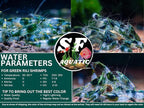 SF Aquatic™ 20 Green Rili High Grade Neocaridina Live Freshwater Aquarium Shrimps Fully Mature Breeding Age. Live Arrival Guarantee.