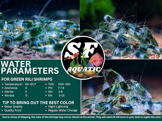 SF Aquatic™ 20 Green Rili High Grade Neocaridina Live Freshwater Aquarium Shrimps Fully Mature Breeding Age. Live Arrival Guarantee.