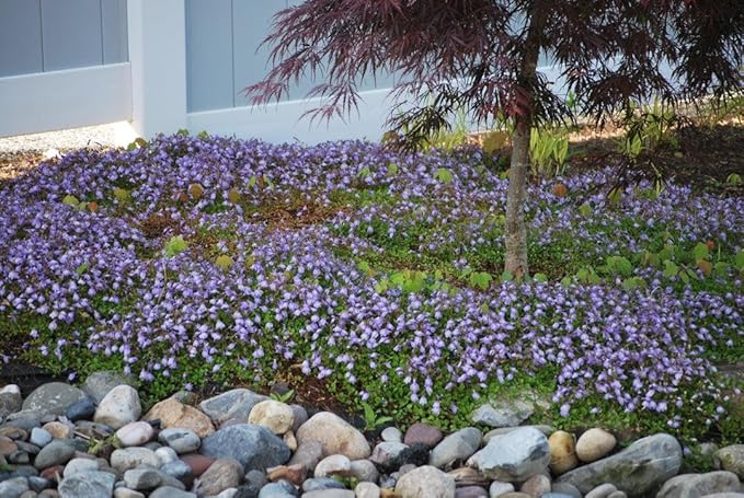 RedCrocus Creeping Mazus Mazus reptans 'Blue' | Ground Cover, Border Plant, Rock Garden | Evergreen, Pollinator Attractant, Pet Safe 1 Quart (Pack of 2)