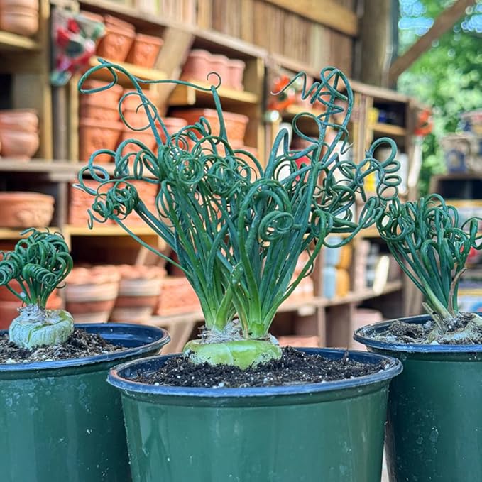 Rare Albuca Spiralis Plant Live in 3" Pot, Corkscrew Frizzle Sizzle Houseplant Ornamental Albuca Spiralis, Curly Grass Succulent Live Plant