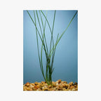Water Onion Dwarf (Zephyranthes Candida) – Live Bare Root Aquatic Pond Plant – Hardy White Flowering Marginal – 1, 3 or 5 Pack – Grown in USA by CANTON AQUATICS (1)