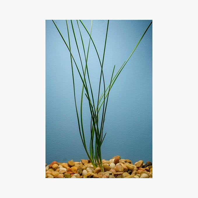 Water Onion Dwarf (Zephyranthes Candida) – Live Bare Root Aquatic Pond Plant – Hardy White Flowering Marginal – 1, 3 or 5 Pack – Grown in USA by CANTON AQUATICS (1)