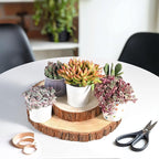 Live Succulents Crassula Baby's Necklace (4-inch), Succulent Plants Fully Rooted in Pots with Soil, Easy-Care House Plant for DIY, Home Office Decor, Wedding Party Favor