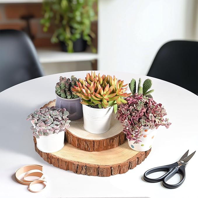 Live Succulents Sedum Adolphi 'Firestorm' (4-inch), Succulent Plants Fully Rooted in Pots with Soil, Easy-Care House Plant for DIY, Home Office Decor, Wedding Party Favor