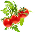 Click and Grow Smart Garden Mini Tomato Plant Pods, 3-Pack
