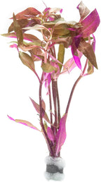 SubstrateSource Live Aquarium Red Stem Plants - Freshwater Aquatic Plant for Fish Tanks, Aquascaping - (Alternanthera Reineckii Rosaefolia, 1 Bunch)