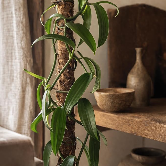 Live Vanilla planifolia Orchid Plant - 'Vanilla Orchid' - ragnaroc Tropical Plant 3-6" Tall - 2ct - Live Arrival Guaranteed - House Plants for Home Décor & Gift