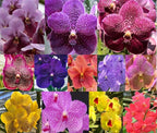 4 Live Orchid Plants to Choose (Vanda)