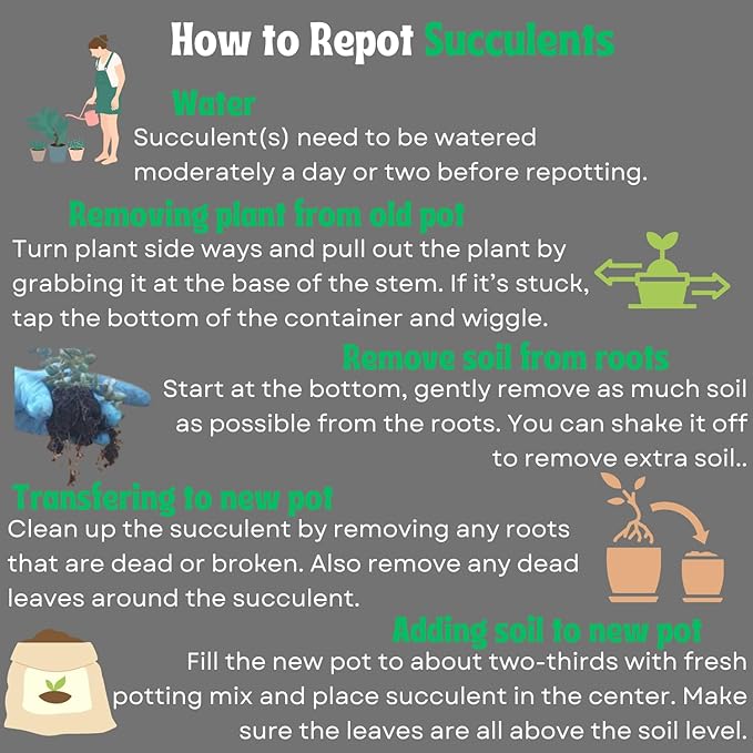 Live Trailing Mystery Succulent (9‑Pack) | Well‑Rooted 2″ Pots | Hanging Basket Starters | DIY Decor & Gift‑Ready