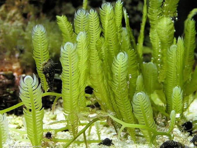 Live Caulerpa Mexicana Macro Algae Reef Refugium Saltwater Plant Marine