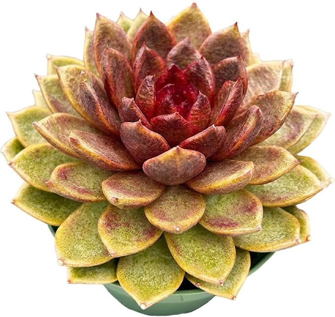Live Succulents Echeveria 'Chocolate-Mousse' (4-inch), Succulent Plants Fully Rooted in Pots with Soil, Easy-Care House Plant for DIY, Home Office Decor, Wedding Party Favor