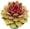 Live Succulents Echeveria 'Chocolate-Mousse' (4-inch), Succulent Plants Fully Rooted in Pots with Soil, Easy-Care House Plant for DIY, Home Office Decor, Wedding Party Favor